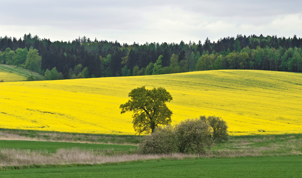 Kritiken växer mot regeringens straffskatt på biodrivmedel. Foto: Wikimedia Commons/Jacek Halicki.